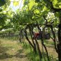 Teran vineyard with tractor
