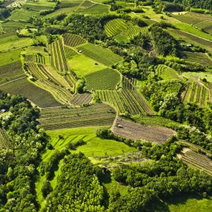 FINOVINO Sloveense wijnen - de Vipava vallei in Slovenië