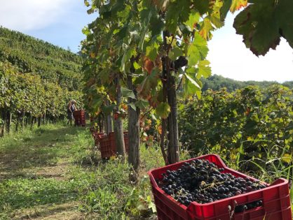 Wijnoogst in de Vipava vallei