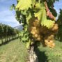 FINOVINO Sloveense wijnen – de rebula druiven
