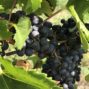 FINOVINO Sloveense wijnen – de merlot druif